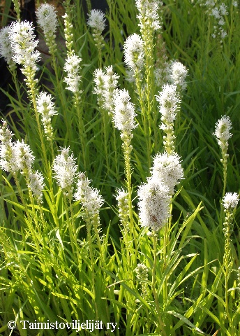 Liatris spicata 'Alba'